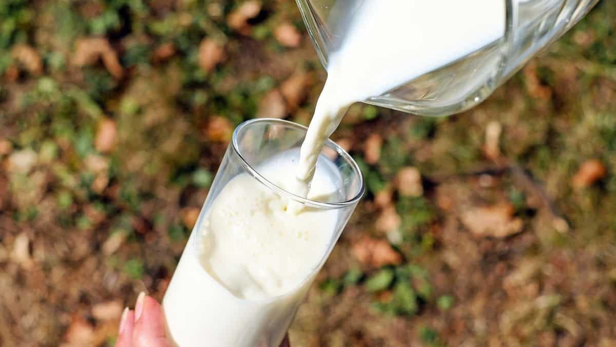 World Milk Day 2023: Check theme, significance, history, health benefits of milk & reason behind rising prices