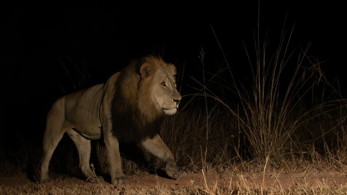 Poachers have targeted leopards and lions for a long time