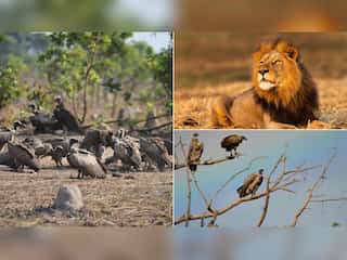 In Pics | Vulture surveillance system alerts Zambian park to poachers
