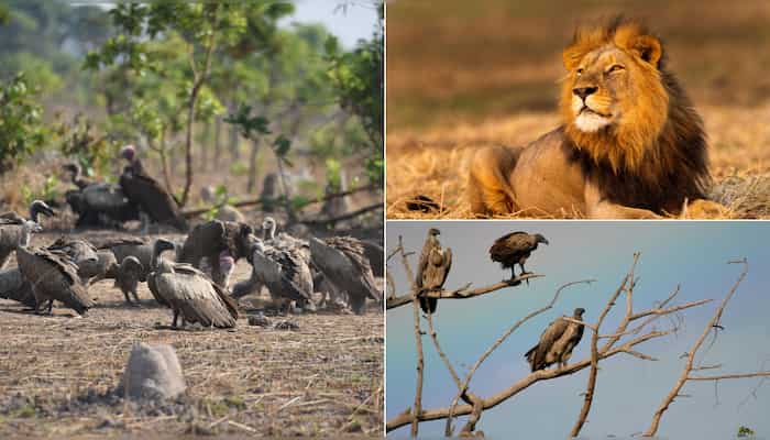 In Pics | Vulture surveillance system alerts Zambian park to poachers