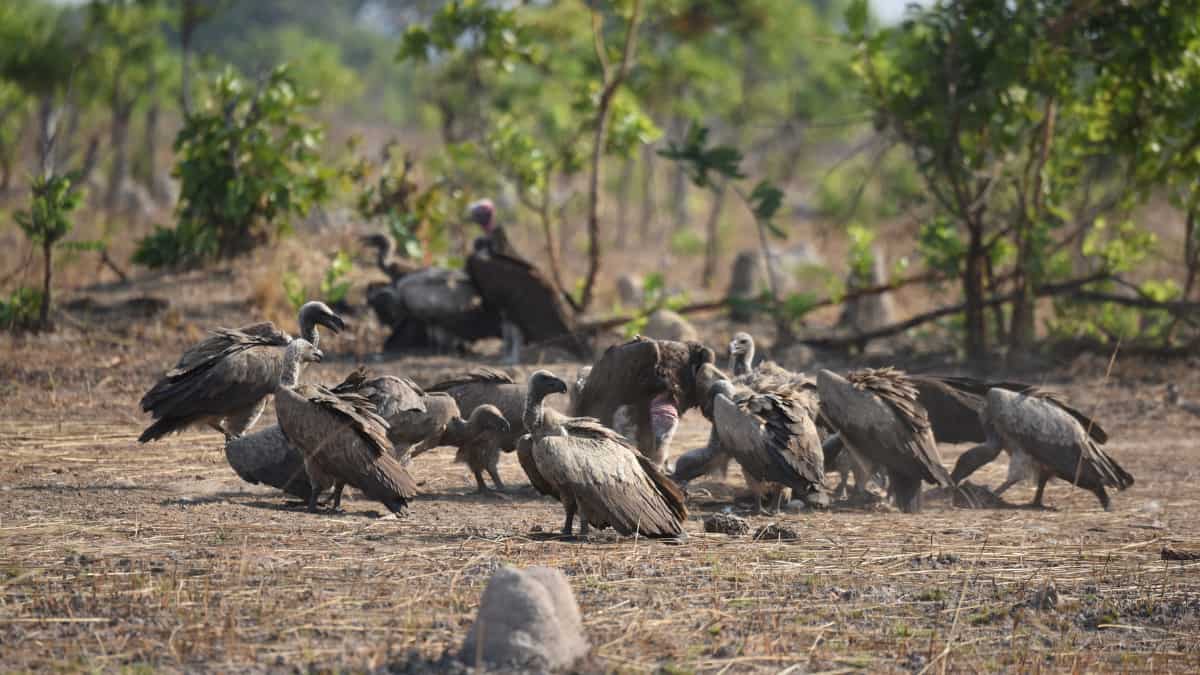 The vultures are coming back!