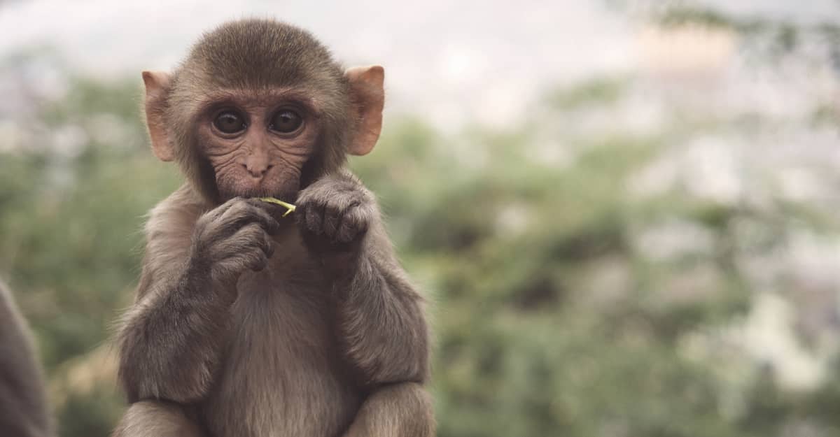 Young monkey