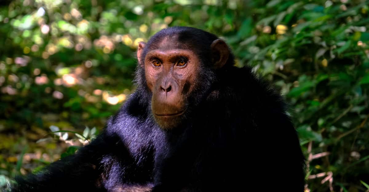 Chimpanzee sitting on grass
