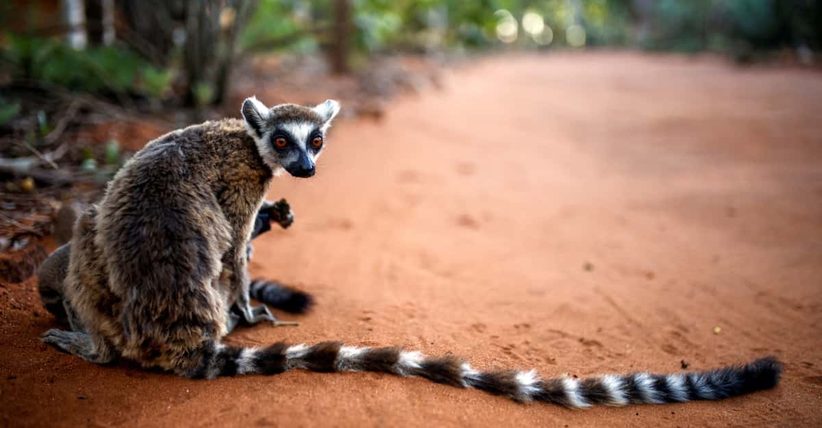 Ring-tailed lemur