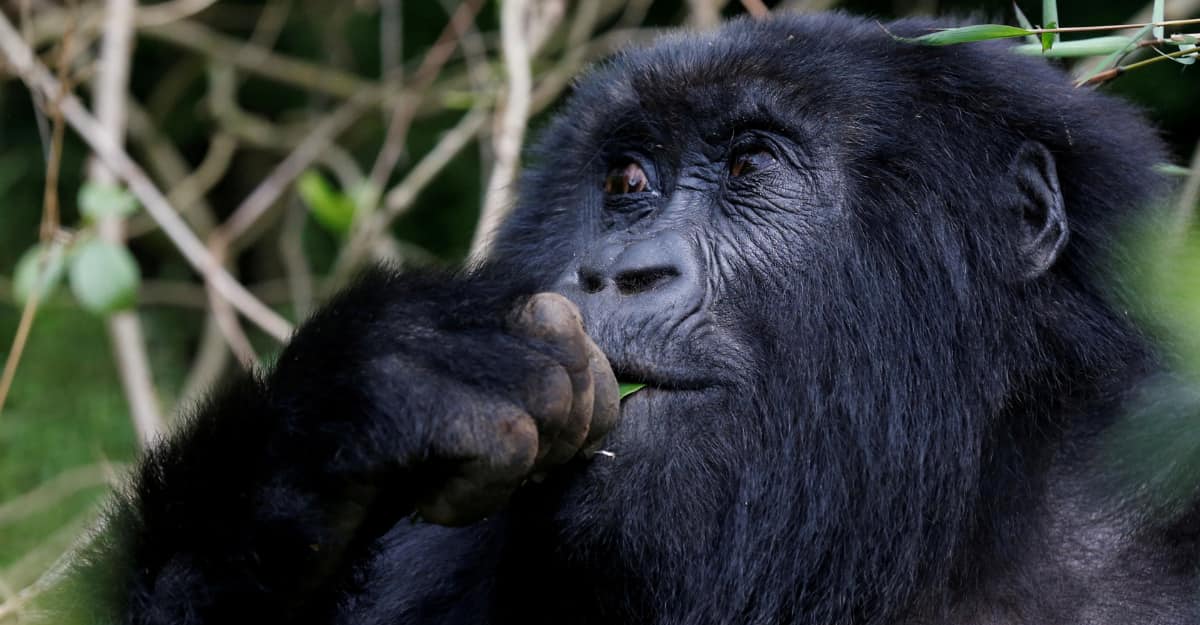 Endangered female high mountain gorilla