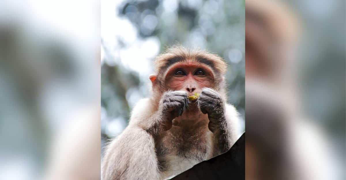Monkey eats