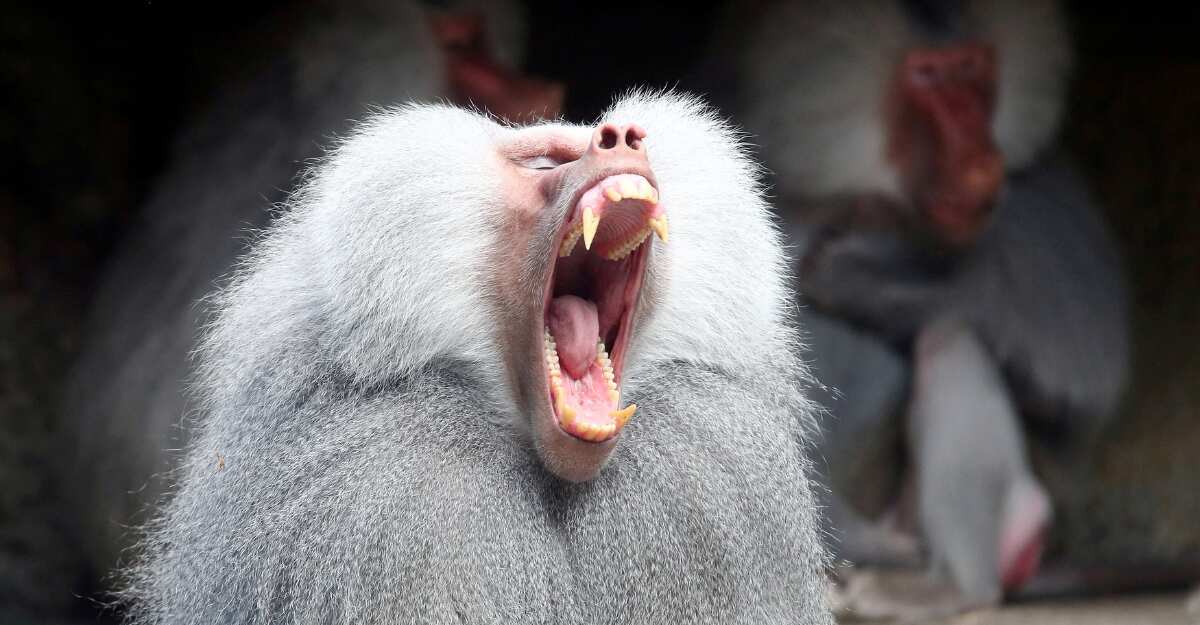 Baboon yawns