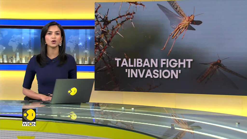 Afghan locust outbreak threatens food security