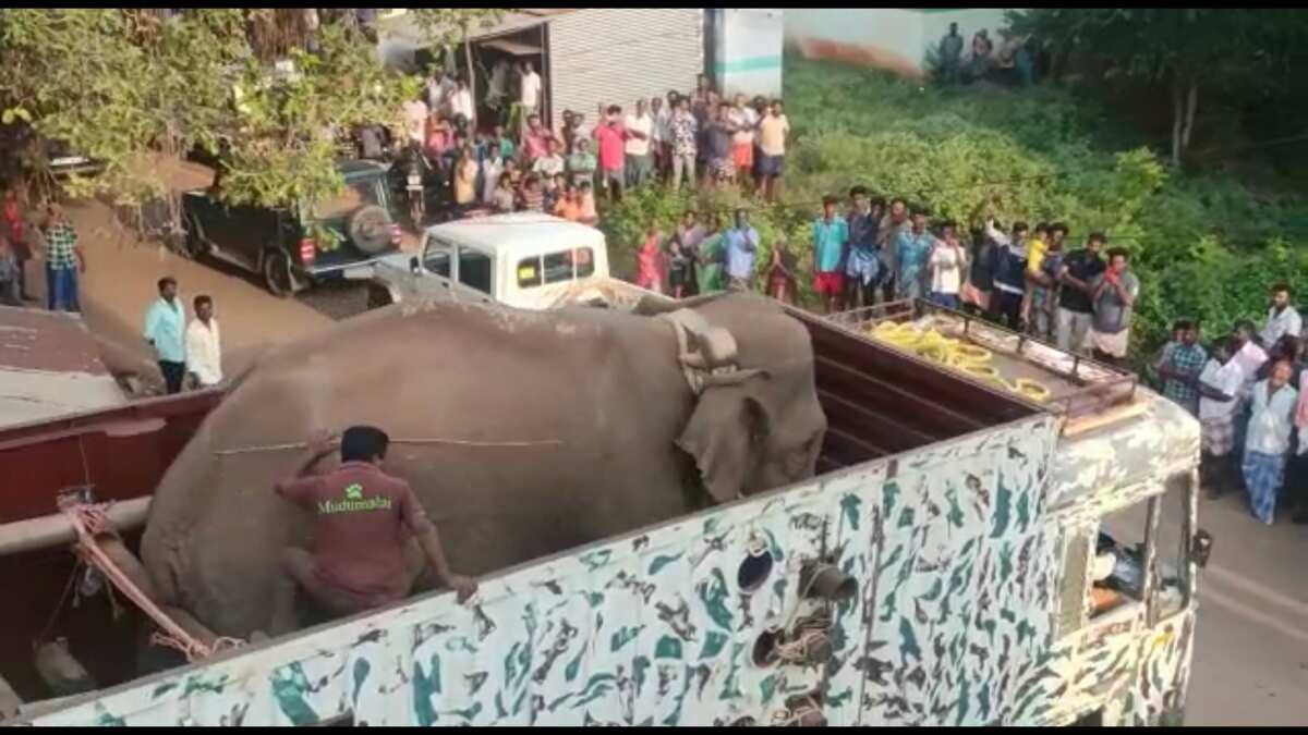 India | Tranquillised, translocated twice in 37 days: Sad plight of wild tusker ‘Arikomban’ India | Tranquillised, translocated twice in 37 days: Sad plight of wild tusker ‘Arikomban’