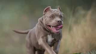 UK seeks to ban the American Bully. A killer or 'gentle & friendly' breed? Here's all you need to know