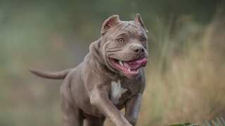 UK seeks to ban the American Bully. A killer or 'gentle & friendly' breed? Here's all you need to know