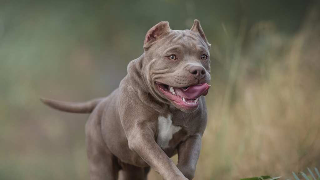 UK seeks to ban the American Bully. A killer or 'gentle & friendly' breed? Here's all you need to know