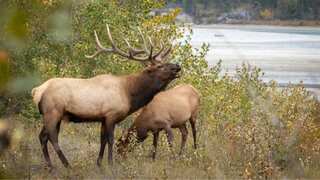 US: Tourists put baby elk in their car in Yellowstone National Park