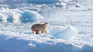 Arctic could be ice-free in summer by 2030s. Previous models underestimated trends, say experts