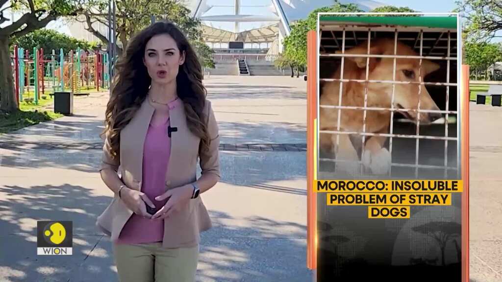 Moroccan activists turn dog protector