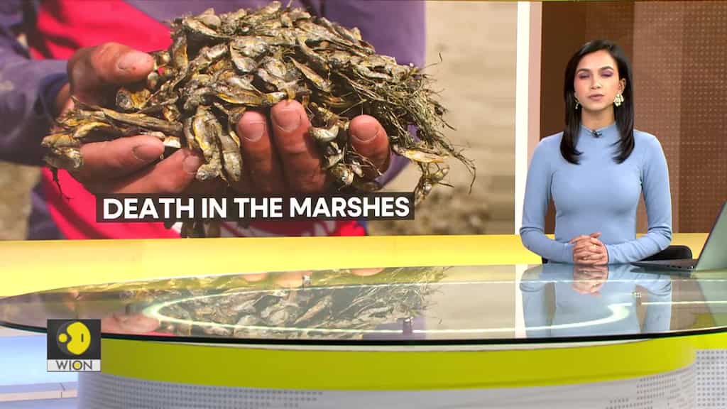 Drought decimates fish in Iraq’s southern marshes