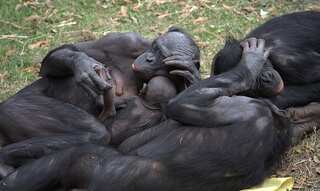 Origins of masturbation traced back to 40 million years, found primarily in male primates
