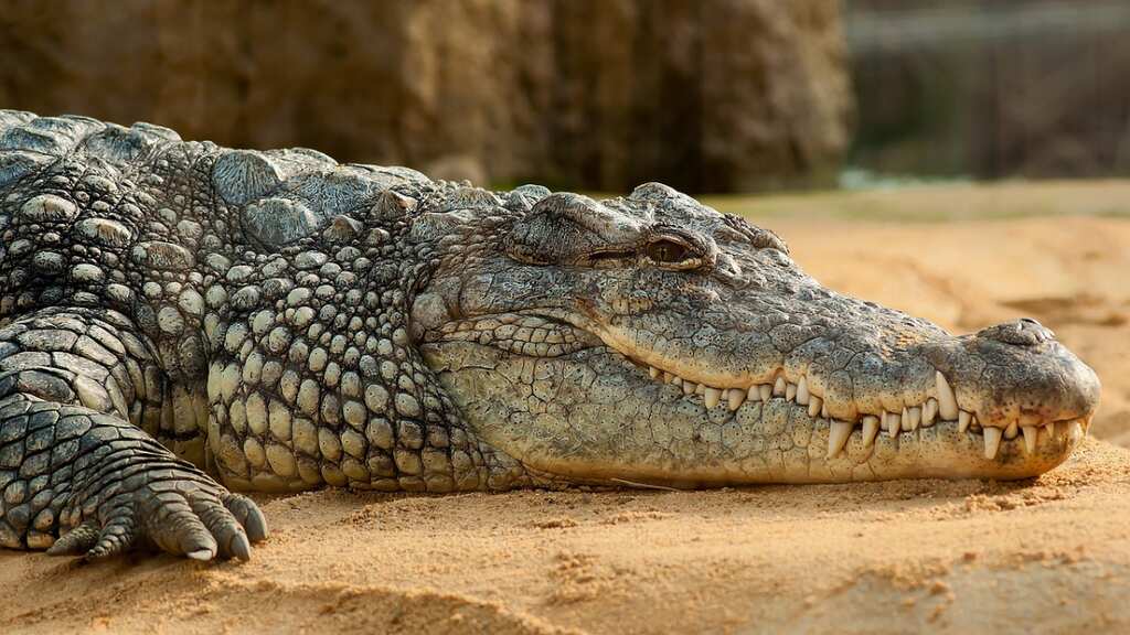 Believe it or not, a crocodile made herself pregnant. A rare case of ‘virgin birth’