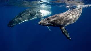 Australia: Humpback whale trapped in fishing net rescued ahead of World Ocean Day