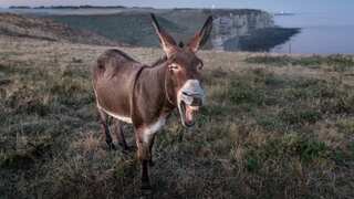 Senate committee reviews Pakistan's ban on donkey product exports amid rising demand in China
