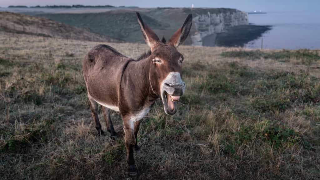 Senate committee reviews Pakistan's ban on donkey product exports amid rising demand in China