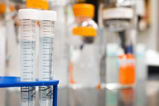 Elixir of life? Taurine extends life, improves physical, brain health in animals: Study