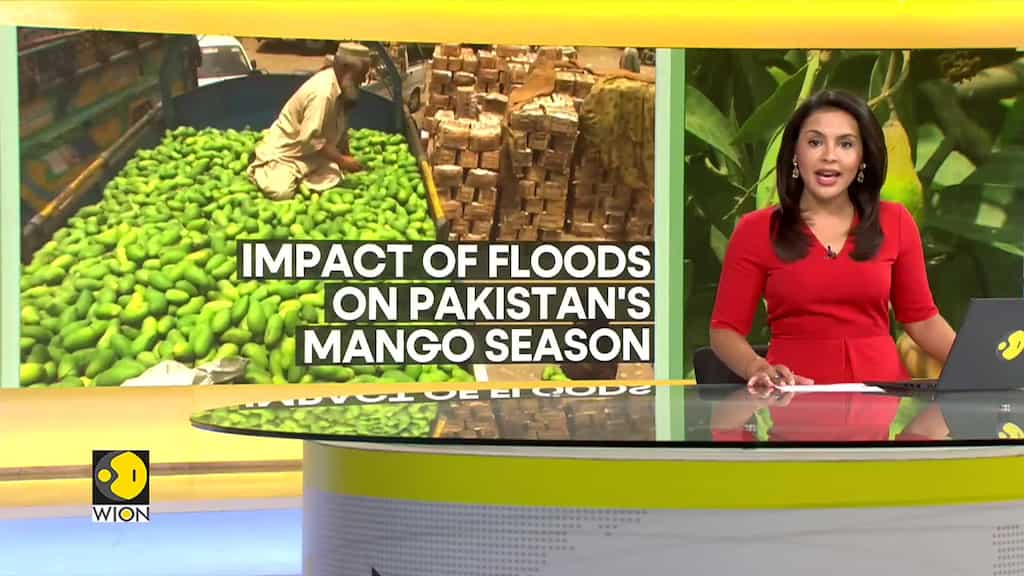 Mango crop yields in Pakistan plummet due to 2022 floods aftermath | WION Climate Tracker