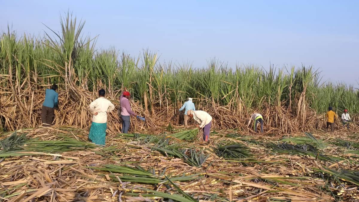 India to cap sugar exports until H1 2024 as El Nino looms: Report India to cap sugar exports until H1 2024 as El Nino looms: Report