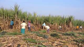 India to cap sugar exports until H1 2024 as El Nino looms: Report