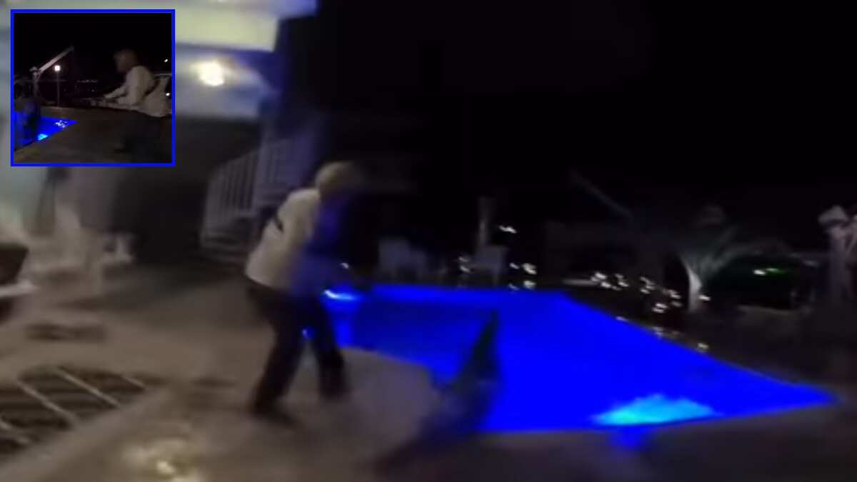 WATCH | Huge 10-foot crocodile hauled out of swimming pool in Florida WATCH | Huge 10-foot crocodile hauled out of swimming pool in Florida