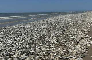 Thousands of dead fish wash ashore in Texas
