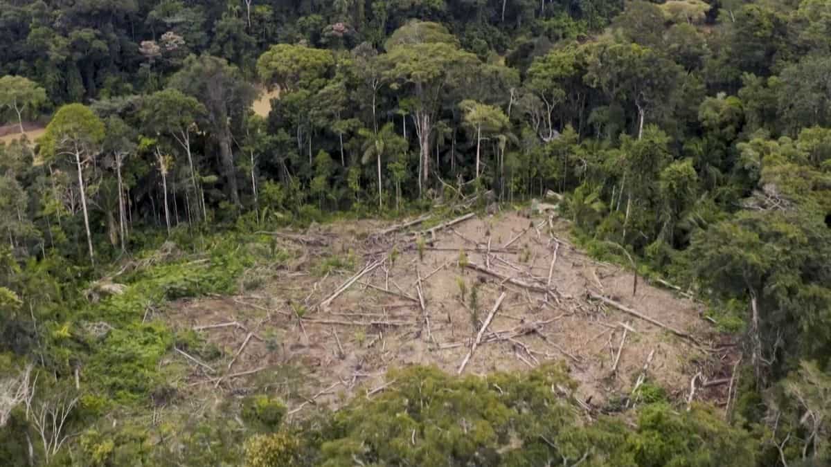 Robots can help the rainforest