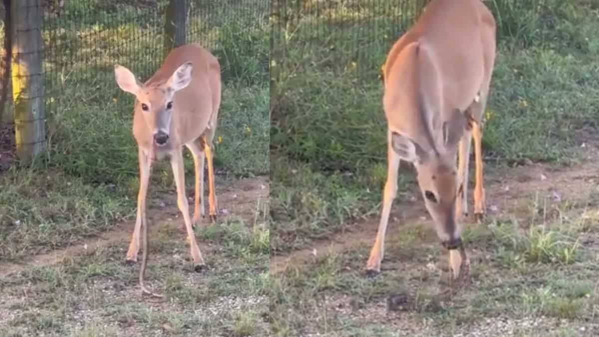 Watch | Deer captured munching on a snake, video goes viral