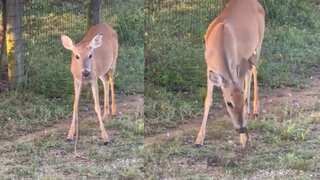Watch | Deer captured munching on a snake, video goes viral