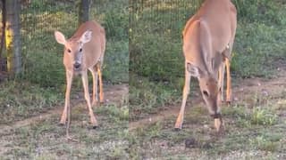 Watch | Deer captured munching on a snake, video goes viral