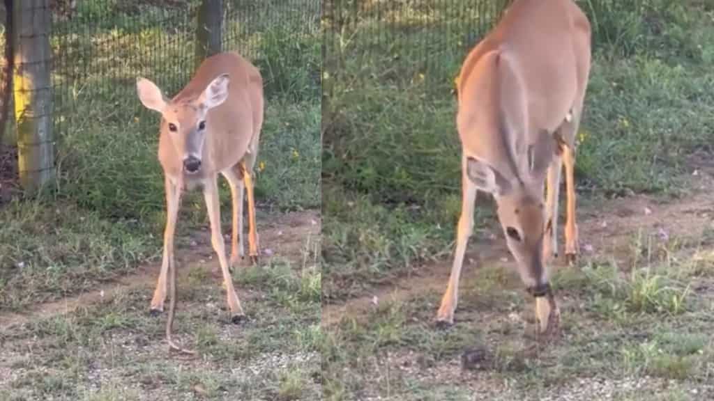 Watch | Deer captured munching on a snake, video goes viral