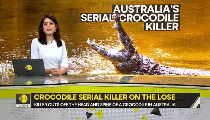 Gravitas: Serial killer severs a crocodile's head
