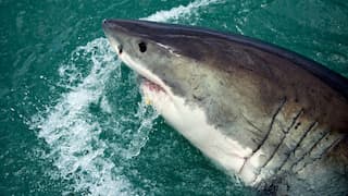 Shark that ate Russian tourist on camera to be mummified, put on display