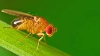 Fruit flies age rapidly when they see their dead comrades: Study