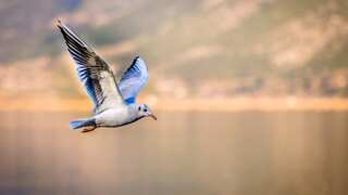 Birds have inbuilt GPS in their brains which they turn on and off, reveals study