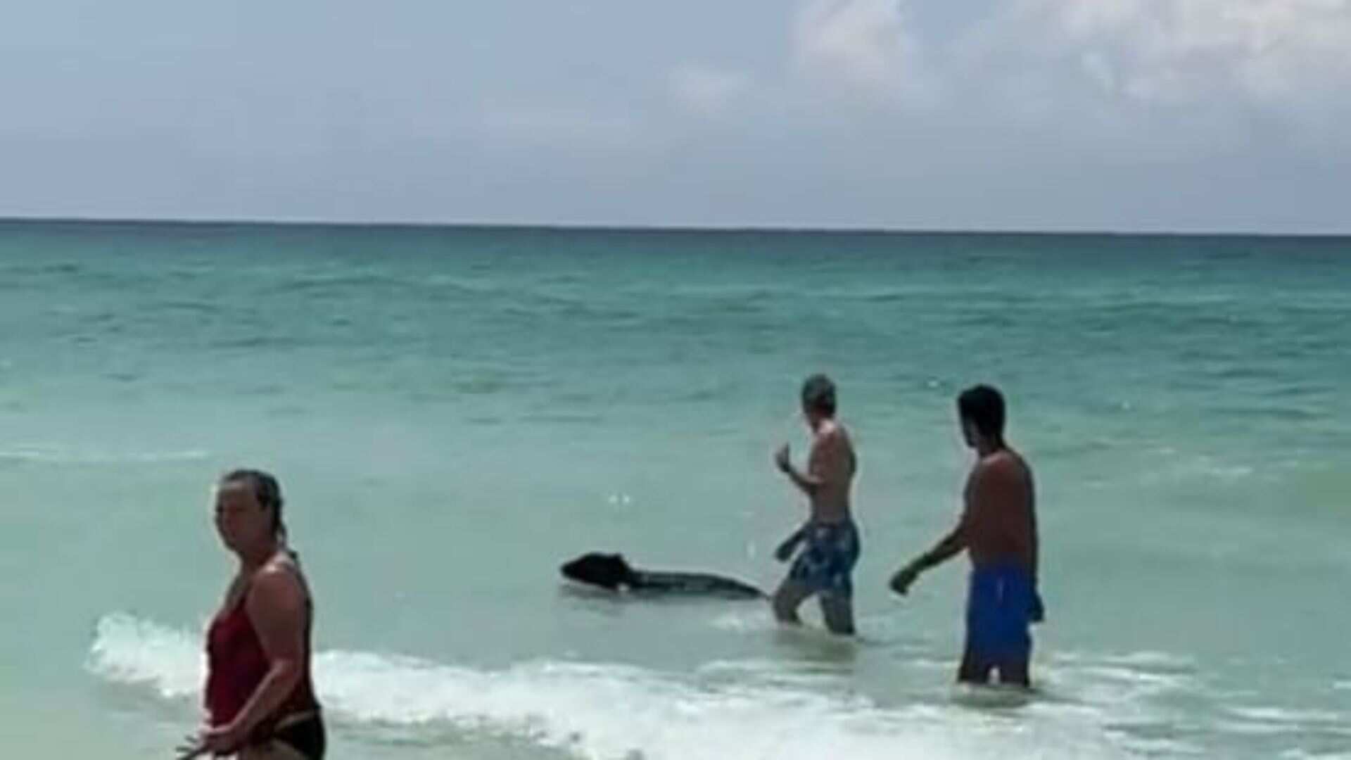 Watch | Bear beats the heat, takes a dip in Florida beach Watch | Bear beats the heat, takes a dip in Florida beach
