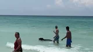 Watch | Bear beats the heat, takes a dip in Florida beach