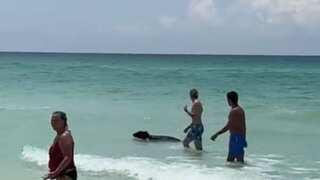 Watch | Bear beats the heat, takes a dip in Florida beach
