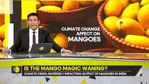 Gravitas: Mango the latest casualty of warming planet