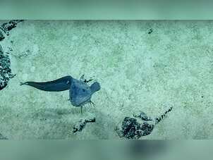 WATCH | 'Smiling' deepsea snailfish, a unique creature in Pacific Ocean