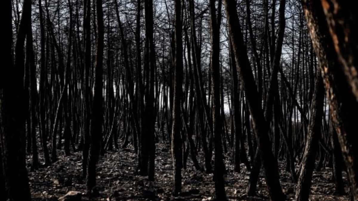 Combustible biomass