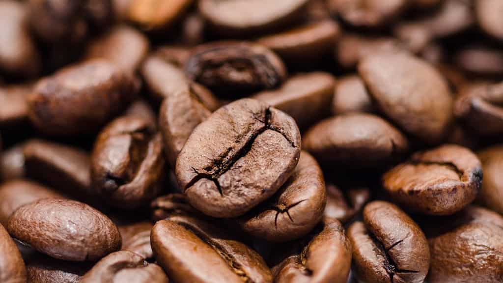 Coffee on the edge: Uganda's farmers battle thieves as prices soar