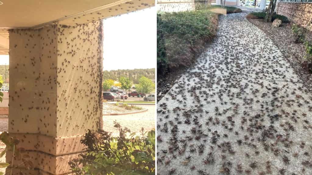 WATCH | Insect apocalypse? Creepy-crawly crickets swarm US town