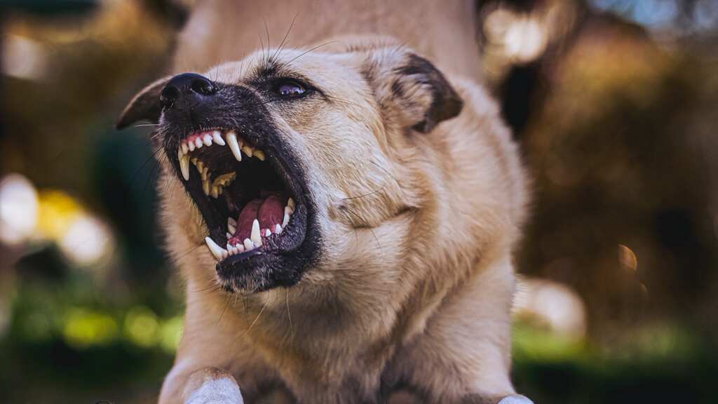 Dogs find heat overwhelming too: Canine bites more common on hot, hazy days