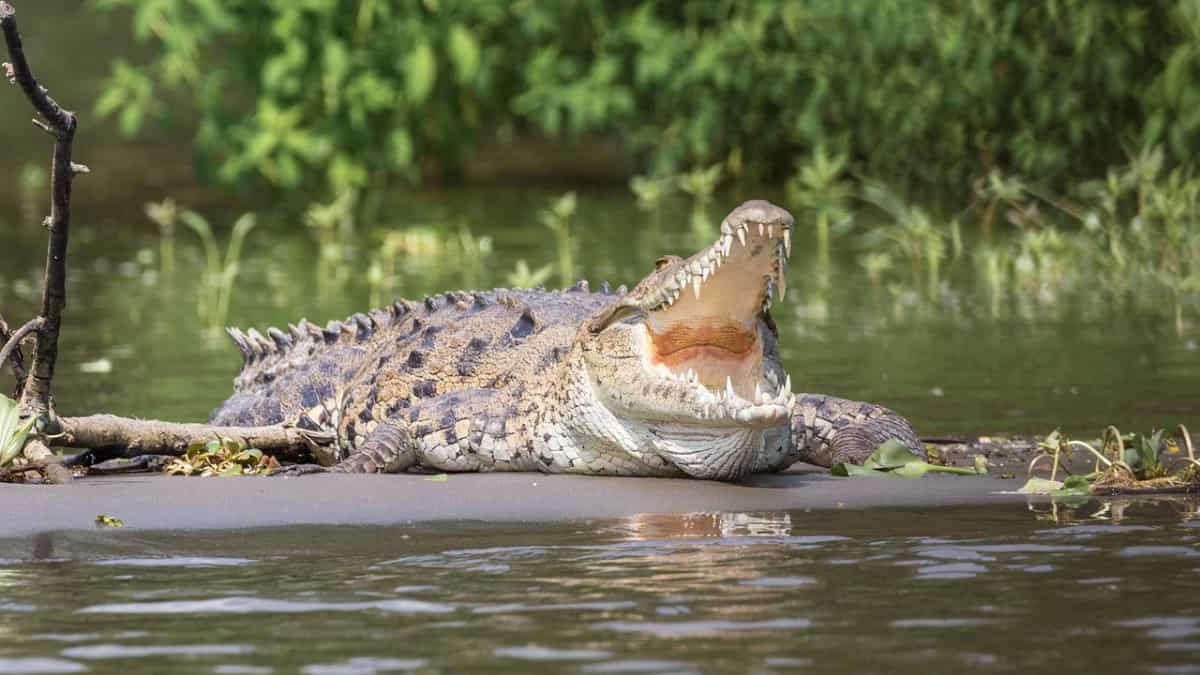 India: Man kills daughter and her lover; throws bodies into crocodile-infested river India: Man kills daughter and her lover; throws bodies into crocodile-infested river
